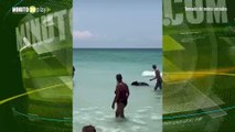 Oso bebé sorprende a turistas en playa de Florida