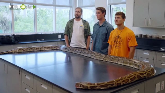 Capturan una pitón de 580 metros de largo la más grande cazada hasta ahora en Florida