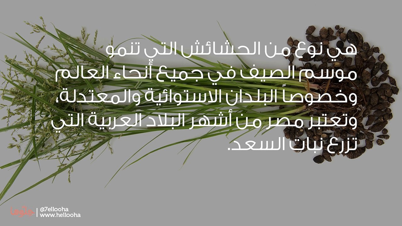 ما هي نبتة السعد (Cyperus rotundus)؟ - فيديو Dailymotion