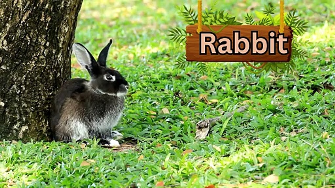 Learn Animals for Kids - Animal Learning for Children - Animal videos Compilation for Children