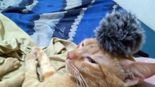 russian cat