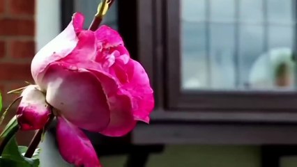 Crime Véritable _ Le Meurtre Mystérieux de Joan Bedson _ True Crime Stories