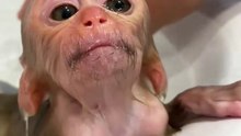 Monkey bathing part 1