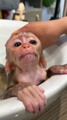 Monkey bathing part 1