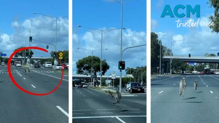 Kangaroos hop down busy main road
