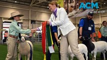 The Royal Easter Show touted as Australia's biggest agricultural classroom