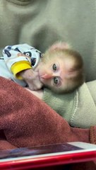 Monkey bathing part 2