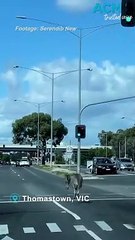 Kangaroos hop down busy main road
