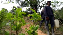 20-08-19 En 2019 se han erradicado más de 14.100 hectáreas de cultivos ilícitos en Antioquia