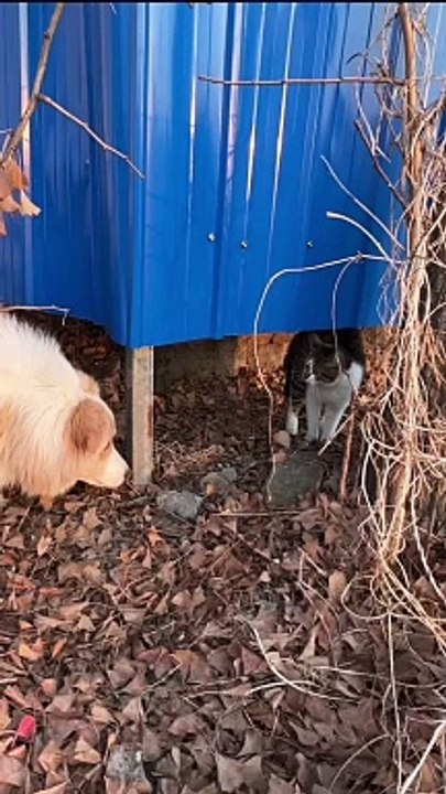 Un chien a peur d'un chat