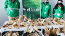 Incautan 3493 aletas de tiburón en el aeropuerto de Bogotá que iban a China