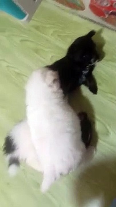 cuties