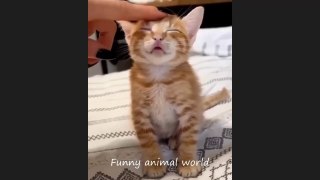 Funny animal videos Funny dogs and cats videos 2024 try not to laugh-4