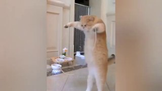Funny Animal Videos Funniest Dogs And Cats 2024 animals funny cats dogs-8