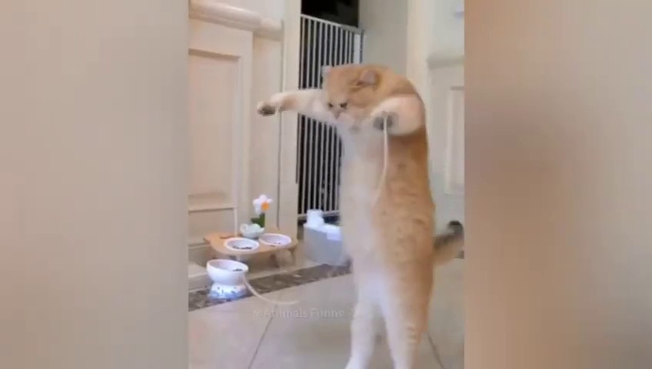 Funny Animal Videos Funniest Dogs And Cats 2024 animals funny cats dogs-8