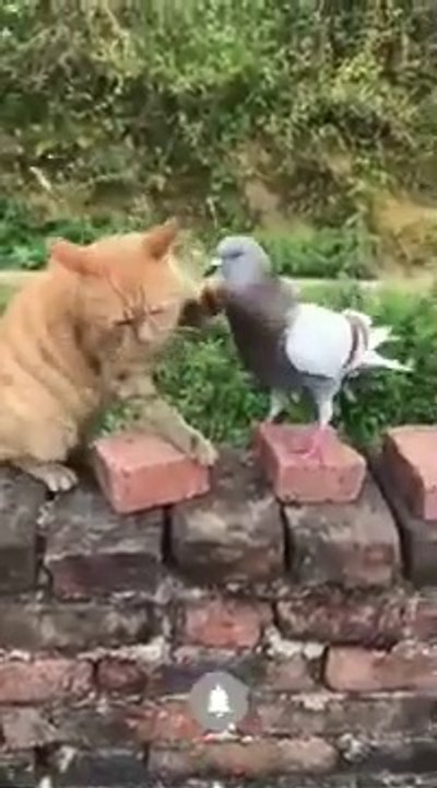 Funniest Dogs And Cats 2024 !!!