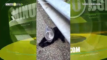 Mujer encontró a oso luchando con una botella de plástico en su cara no podía ver