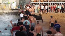 Toro murió ahogado en evento taurino en Alicante, España