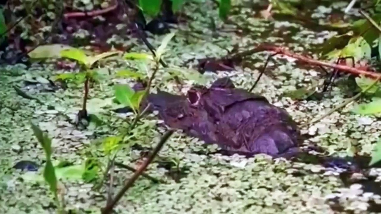 Kị sĩ bóng đêm Caiman: Tên đồ tể xảo quyệt và kiên nhẫn