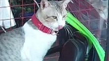 surprise cat