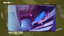 Un salvaje le dio patadas a unos perritos en el ascensor de una Unidad en Medellín