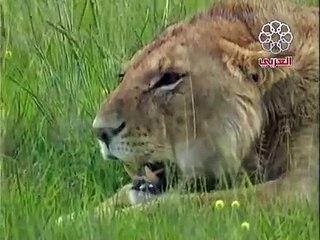 rtm وثائقي عالم افريقيا المجهول من تعليق الاستاذ سلامة محاسنة