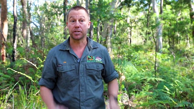 Aussie Ark to release endangered eastern quolls on NSW South Coast