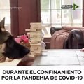 Perro juega con su dueña en esta cuarentena