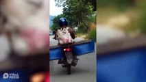 Cabra confundida atada a una motocicleta