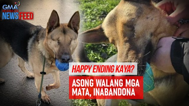 Asong walang mga mata, inabandona | GMA Integrated Newsfeed