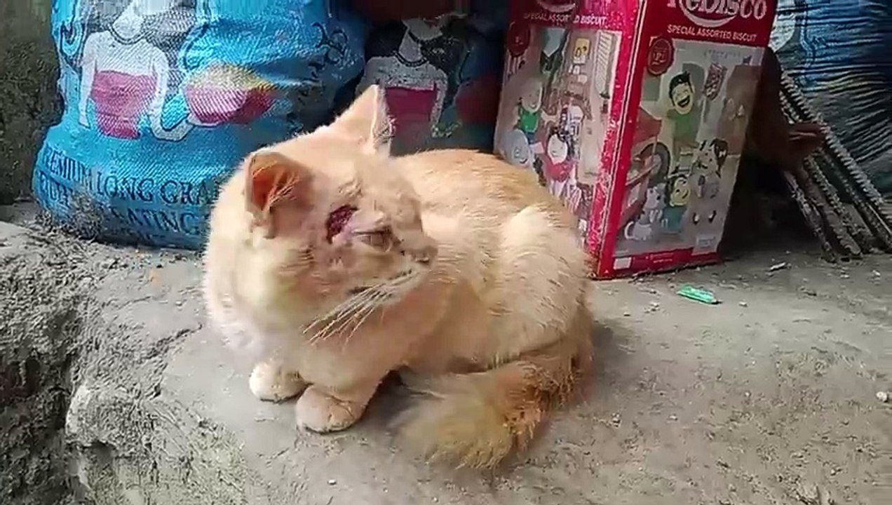 ang pusa