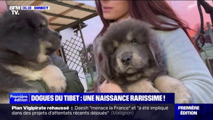 "Dogues du Tibet": des chiots rarissimes par leurs couleurs viennent de naître dans un village normand