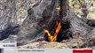 Se registra incendio Forestal en el Parque Nacional El Chico