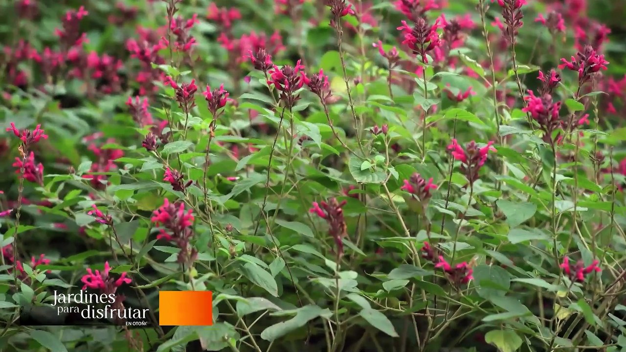 VISITAMOS el JARDIN de GABRIELLA con Juan Miceli | Mas Chic
