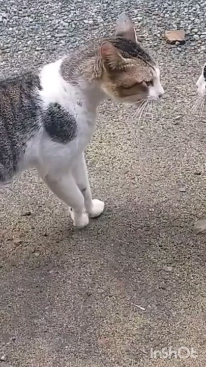 chat enerve