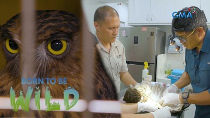 Discover the rescued birds at a foundation in Davao City | Born to be Wild