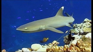 Ocean (Be a predator) Documentary HD