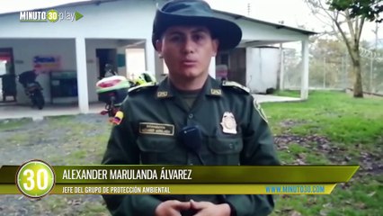 Un salvaje amarró a una vaca y la halaba desde un camión en movimiento