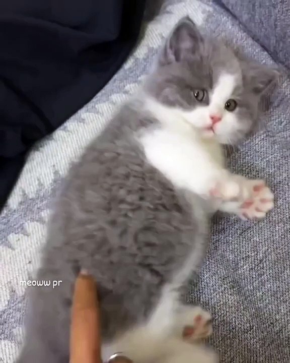 cat dancing