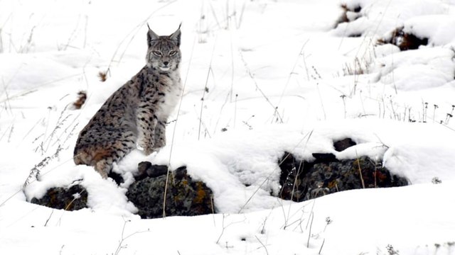 Kafkas vaşağı avlanırken görüntülendi