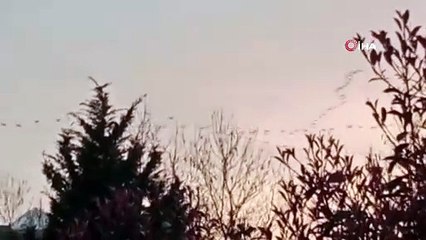 Pelikan sürüsü Bursa semalarında görsel şölen oluşturdu