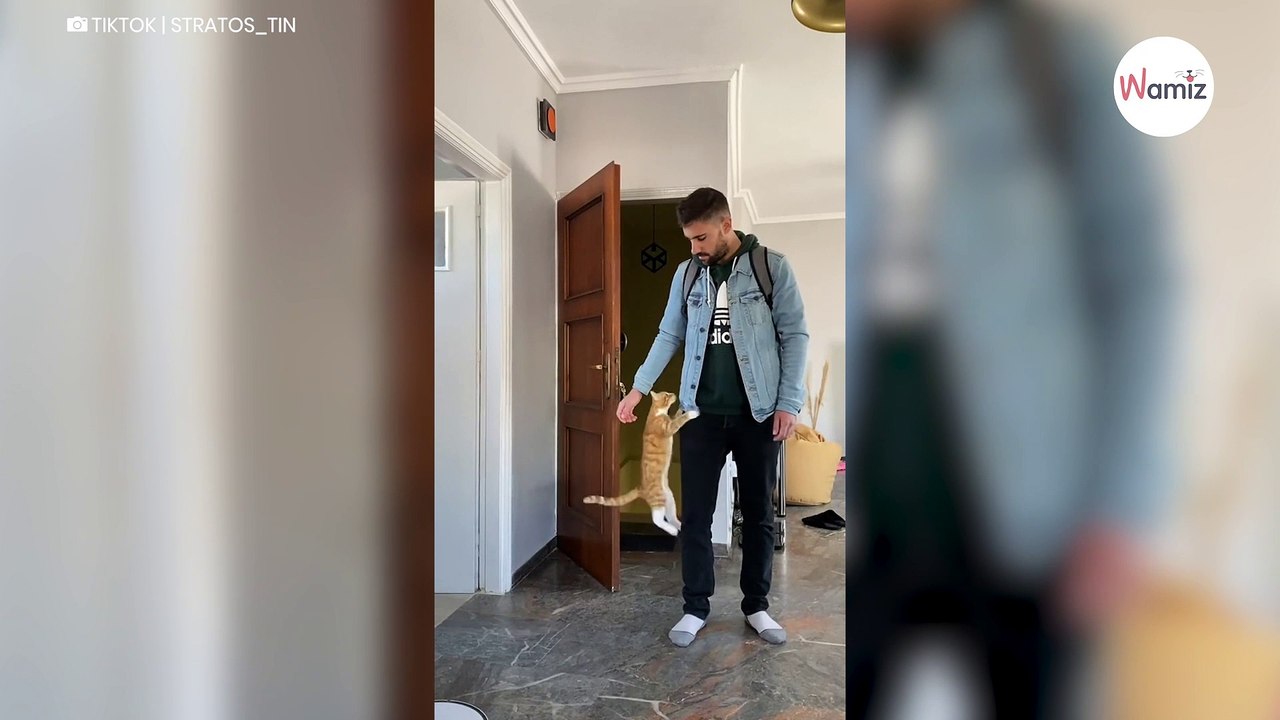 Kätzchen wartet auf seinen Menschen: Millionen staunen, als er nach Hause kommt (Video)