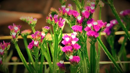 04-08-17-una-de-las-primeras-silletas-que-desfilo-calles-medellin-sigue-intacta-en-finca-el-chagualo