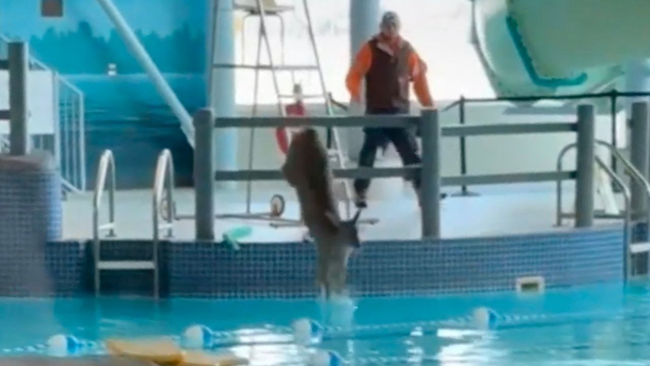 Hirsch schwimmt im Pool, nachdem er durch das Fenster des Freizeitzentrums eingebrochen ist