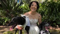 Bride only spends £41 on her wedding dress but takes 12 hours crafting dogs outfits