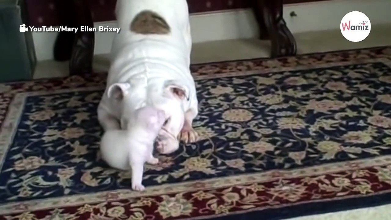 Wütende Baby-Bulldogge bringt 29 Millionen Menschen zum Dahinschmelzen (Video)