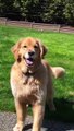 El Golden Retriever encuentra una gran manera de refrescarse