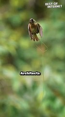 Unrivaled Nest-Building Skills of Gifted Baya Weaver Bird | Heartwarming Nature Wonder