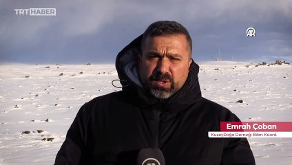 Kafkas vaşağı karlı arazide gündüz avlanırken görüntülendi