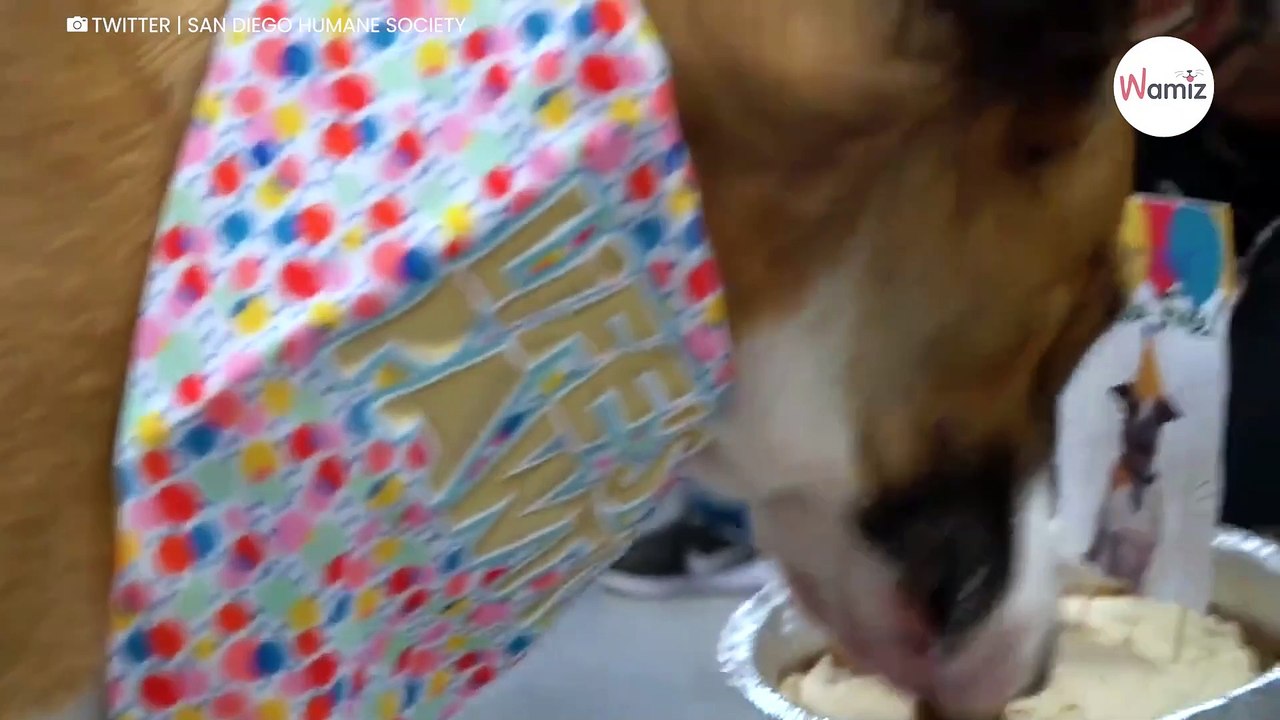 Nach allem was war: Tierärzte schmeißen eine Party für diese Hündin (Video)